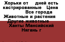   Хорьки от 35 дней есть кастрированные › Цена ­ 2 000 - Все города Животные и растения » Другие животные   . Ханты-Мансийский,Нягань г.